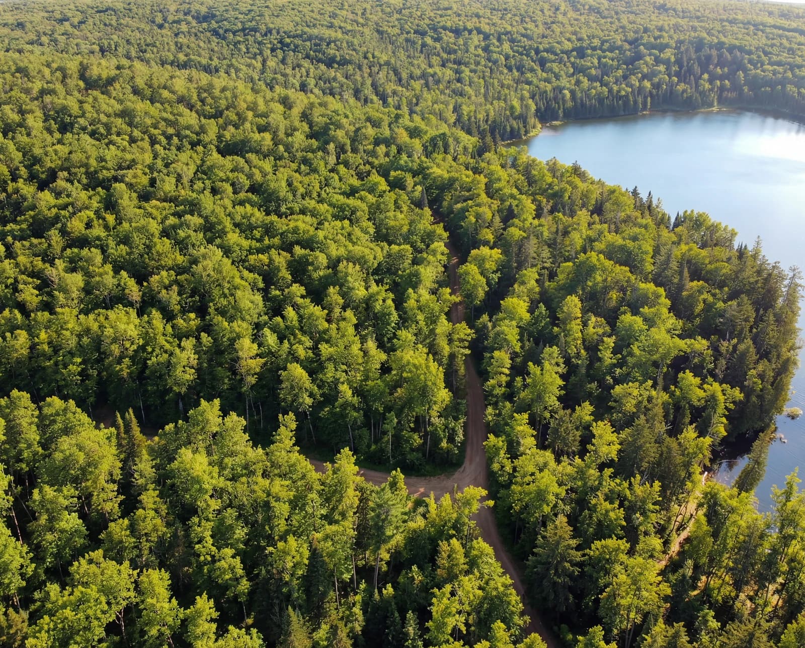 Summer aerial view of green forest, lake, and road