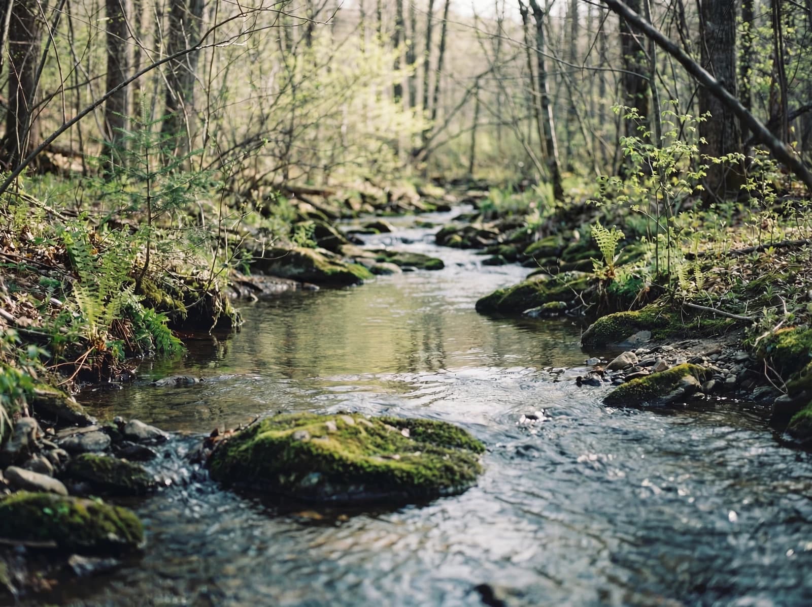 Forest canal