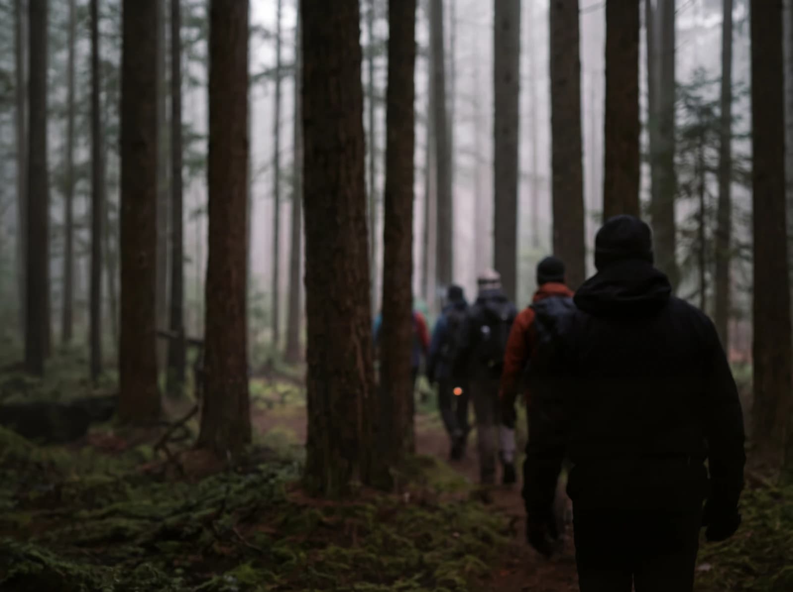 Hiking through the forest