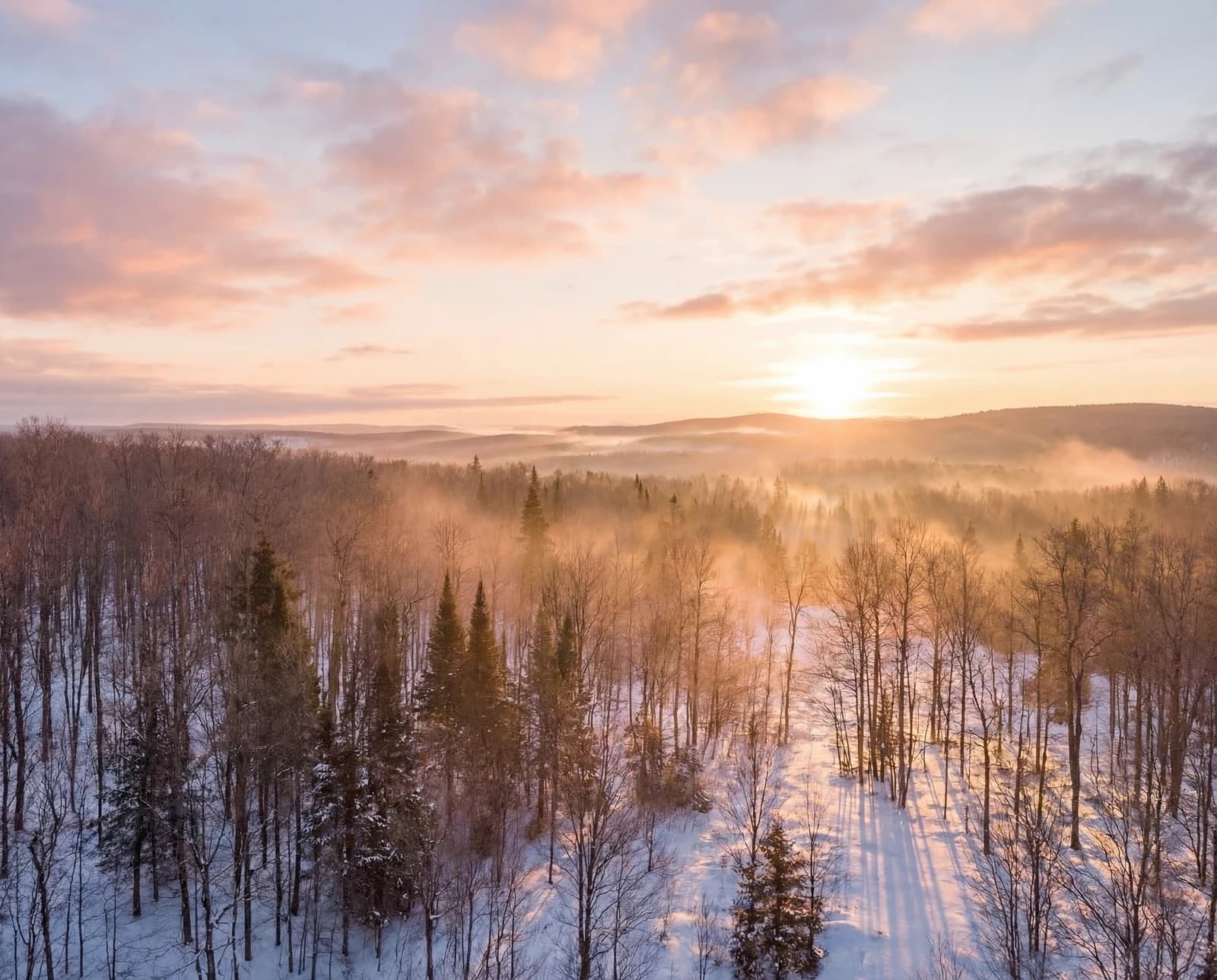 Lever de soleil brumeux d'hiver sur la canopée de la forêt
