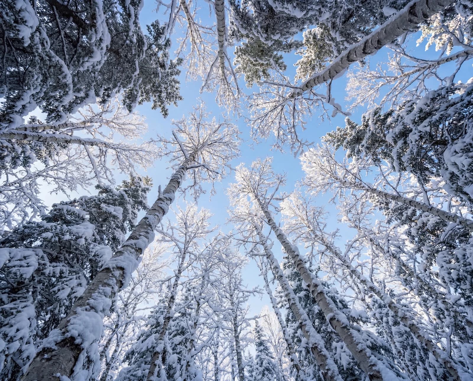 Snowy forest trail from above
