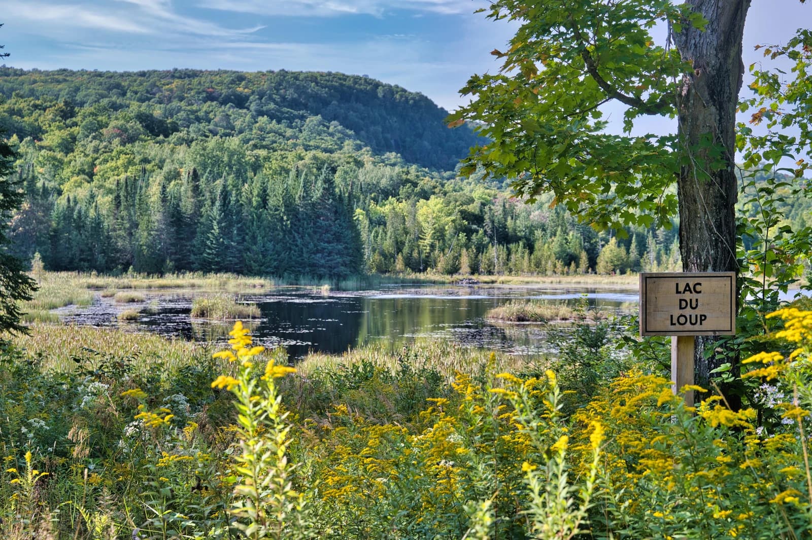 Panorama large du lac encadré d'épinettes, roseaux émergeant des bas-fonds